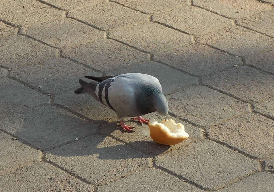 FOTO: ESET MURAČEVIĆ