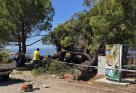 Drama na plaži u Hrvatskoj: Ogroman bor pao na kupače, među povrijeđenima i djeca