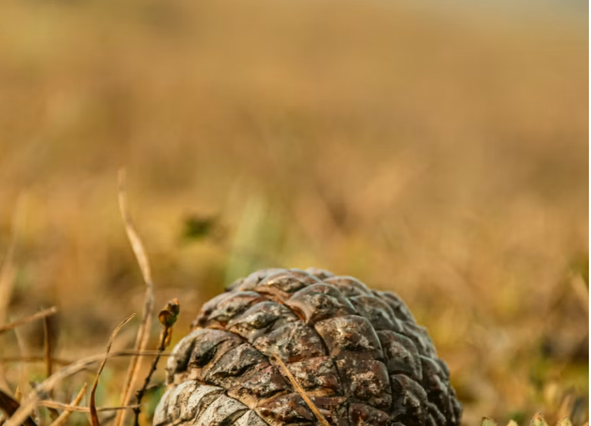 FOTO: UNSPLASH