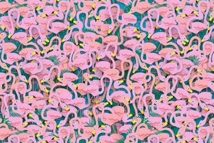 Ljetna mozgalica: Jedna balerina sakrila se među flamingosima, možete li otkriti gdje je?