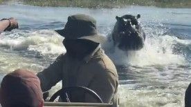 (VIDEO) Turisti krenuli na safari pa bježali od razjarenog nilskog konja
