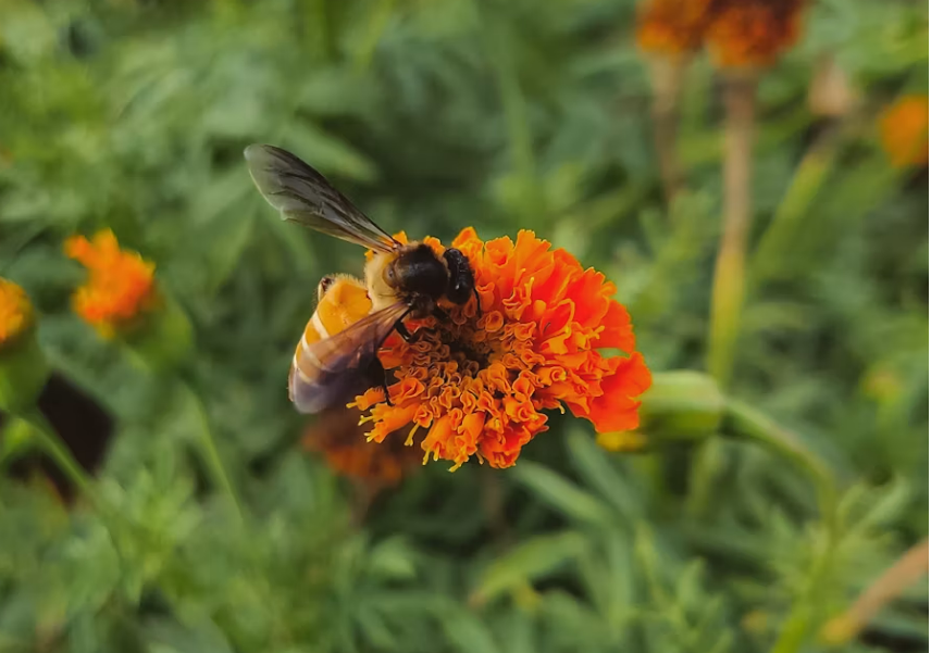 FOTO: UNSPLASH