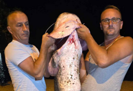 Na plaži Salakovac ribari ulovili soma dugog 2 metra: Zahtijevala je veliki napor da bude izvučena