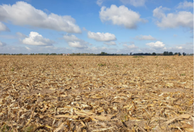 Ne palite strništa - postoji efektivnija agrotehnička mjera