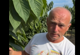 (VIDEO) Smijali su im se kada su zasadili, a danas im plantaža donosi zaradu