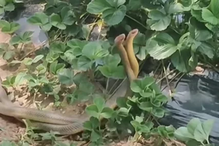 Ponašanje ZMIJA OSTAVILO U ČUDU mještane, svi se pitaju samo jedno