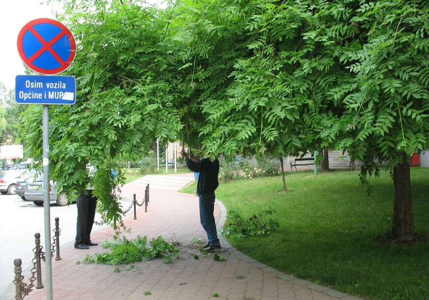 FOTO: DRVO BIROKRATA DOBILO PO LEĐIMA