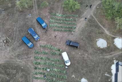 Akcija "Pantera": Zaplijenjena ilegalna plantaža marihuane, uhapšene četiri osobe