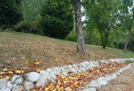 Nakon što opadne lišće, podmladite voćke i produžite im vijek