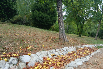 Nakon što opadne lišće, podmladite voćke i produžite im vijek