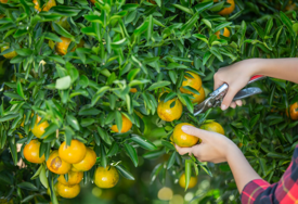 Počela berba mandarina u dolini Neretve: Evo koliko berači dobijaju za rad