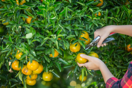 Počela berba mandarina u dolini Neretve: Evo koliko berači dobijaju za rad
