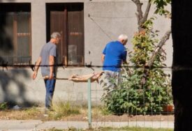 Zbog okretanja praseta u bašti Zemaljskog muzeja policija pisala kaznu 200 KM