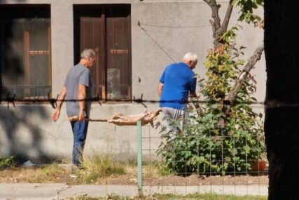 Zbog okretanja praseta u bašti Zemaljskog muzeja policija pisala kaznu 200 KM