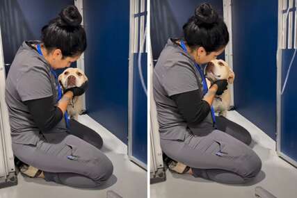 (VIDEO) Pas se bojao pregleda, potez veterinarske asistentice oduševio je hiljade