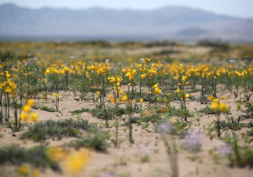 FOTO: ATACAMA / EPA