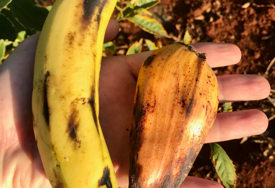 "Lažna banana" mogla bi prehraniti milione:  Dobro podnosi sušu, otporan je na brojne bolesti i daje velike prinose