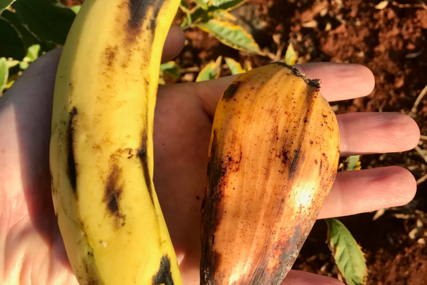 "Lažna banana" mogla bi prehraniti milione:  Dobro podnosi sušu, otporan je na brojne bolesti i daje velike prinose