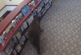 KALIFORNIJA Medvjed upao u biblioteku i pojeo med, grickalice i kolačiće! (VIDEO)