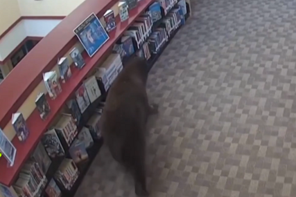 KALIFORNIJA Medvjed upao u biblioteku i pojeo med, grickalice i kolačiće! (VIDEO)